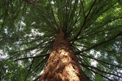 Tall-Tree-In-Oregon