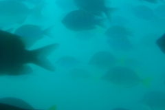 Underwater-Fish-Cabos-San-Lucas-Mexico