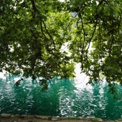 Tree on Bled Lake Slovenia