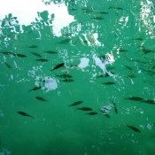 Fish in clear water, Bled Lake Slovenia