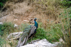 Pictures of Croatia
