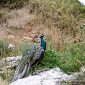 Peacock on  Lokrum Island